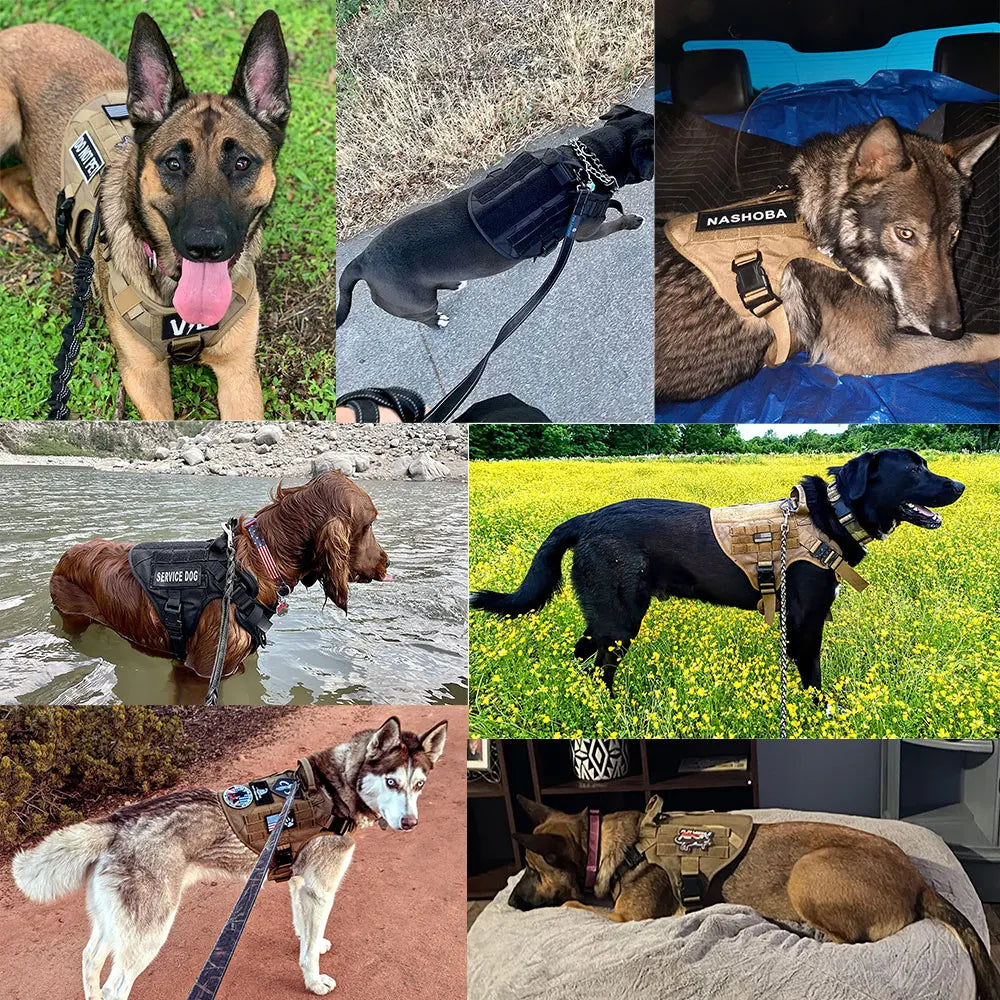 PETRAVEL Dog Harness and Leash Set for Training and Walking